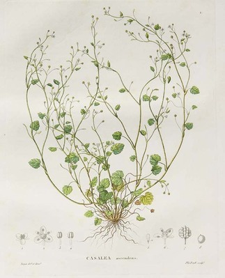 13380
<br/>
Flora Brasiliae meridionalis.
<br/>
<em></em>